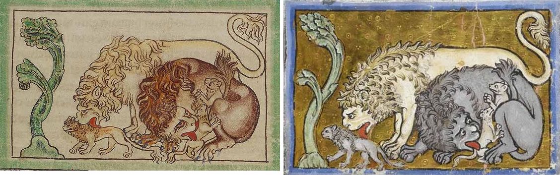 medieval lion family illustrations