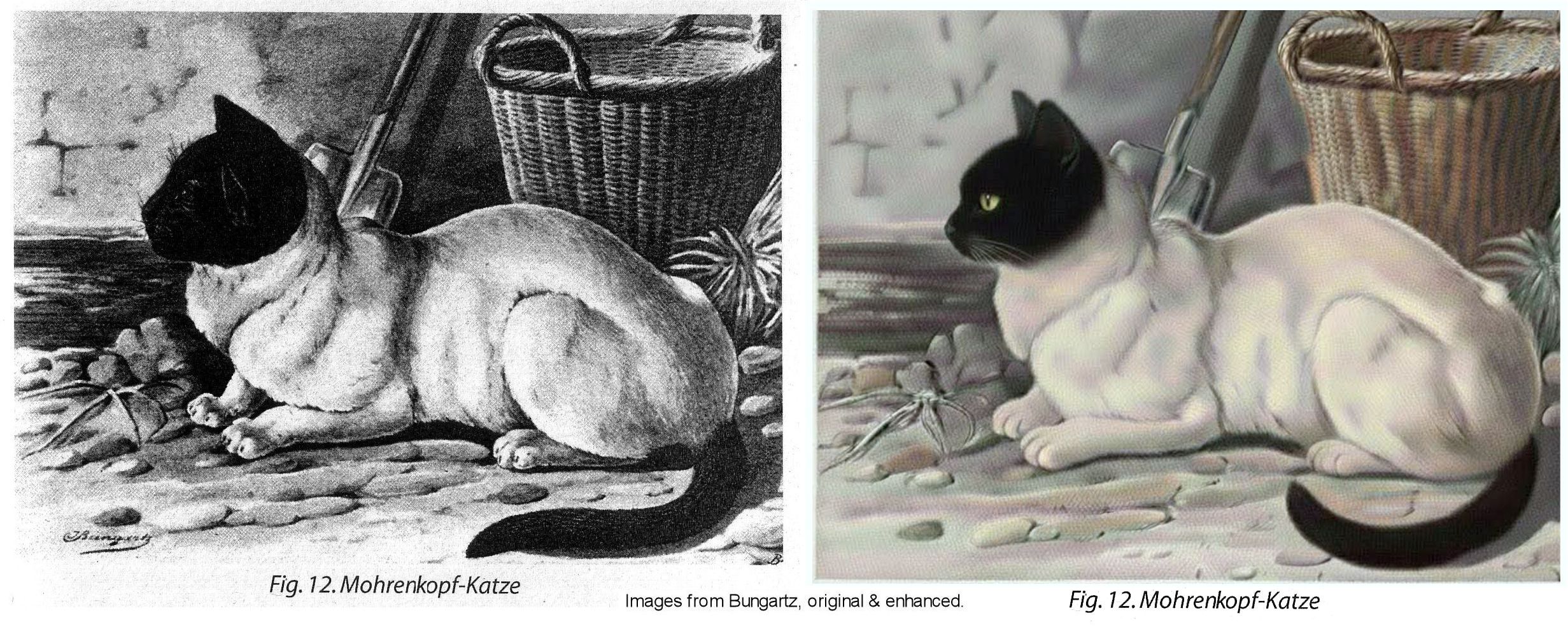 Jean Bungartz - Moor-headed Cat