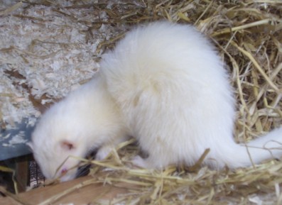 albino polecat