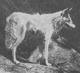 albino coyote