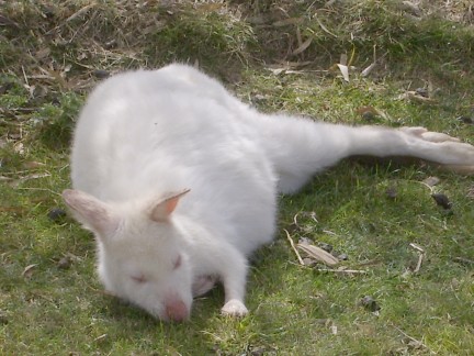 http://messybeast.com/albinism/albino-wallaby3.jpg