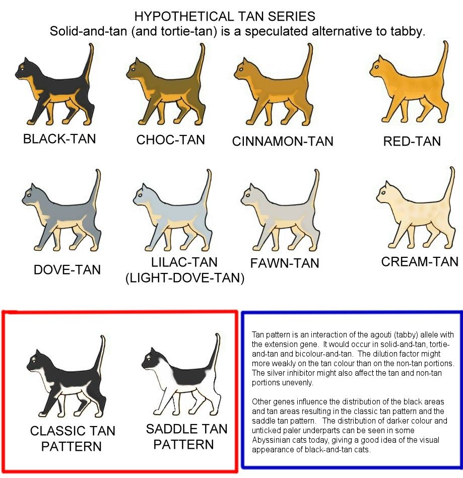 Feline Genetics: Types of Feline Coat Patterns and Colors (Part 1) – Animal  Almanac