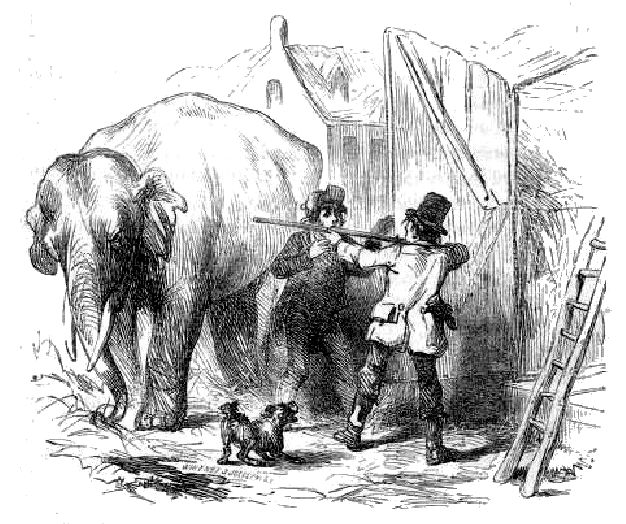 http://messybeast.com/captive-animals/1855-barnum-bio-12.jpg