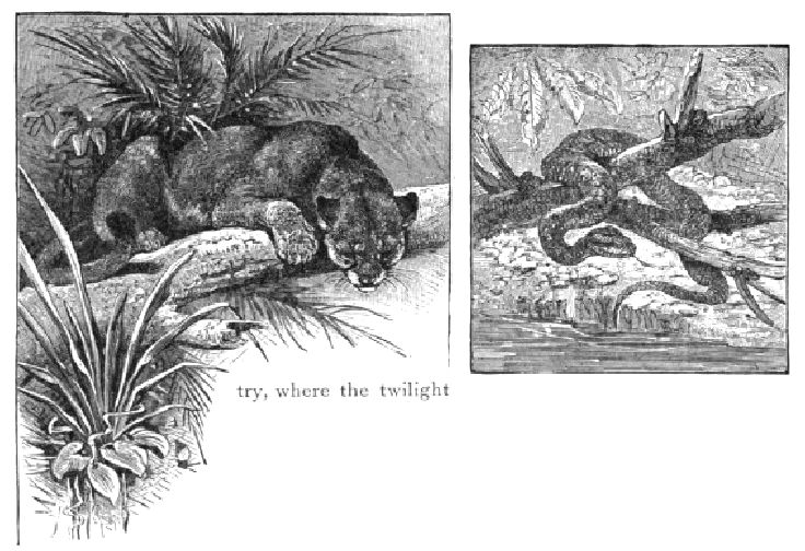P.T. BARNUM. THE WILD BEASTS, BIRDS AND REPTILES OF THE WORLD, THE STORY OF  THEIR CAPTURE. (1889)