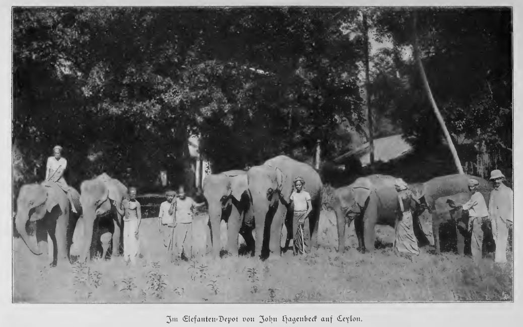 HAGENBECK - ANIMALS AND PEOPLE (1909)