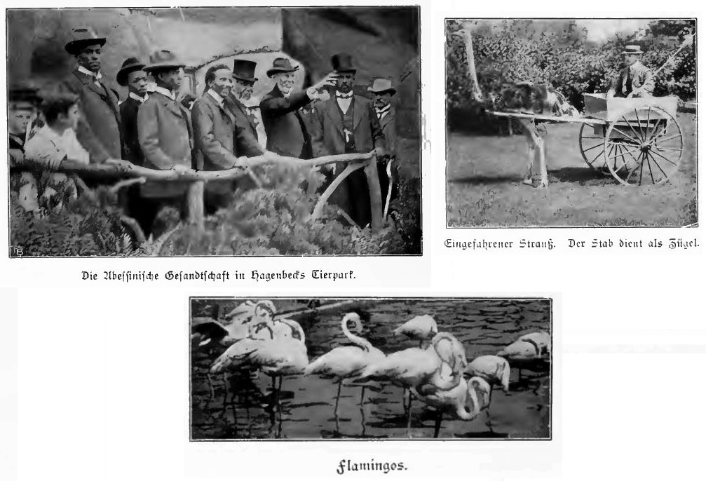 HAGENBECK - ANIMALS AND PEOPLE (1909)