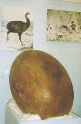 elephant bird egg