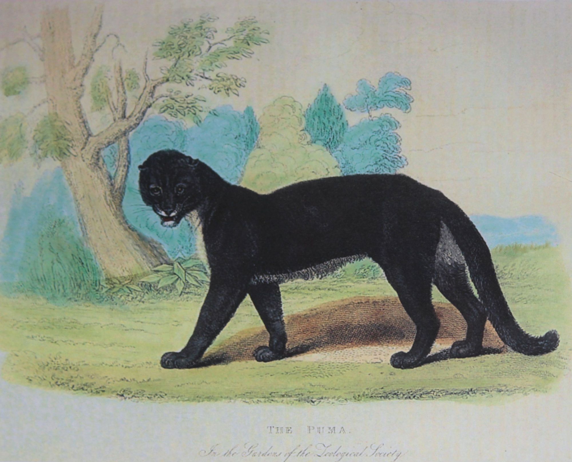 a black puma