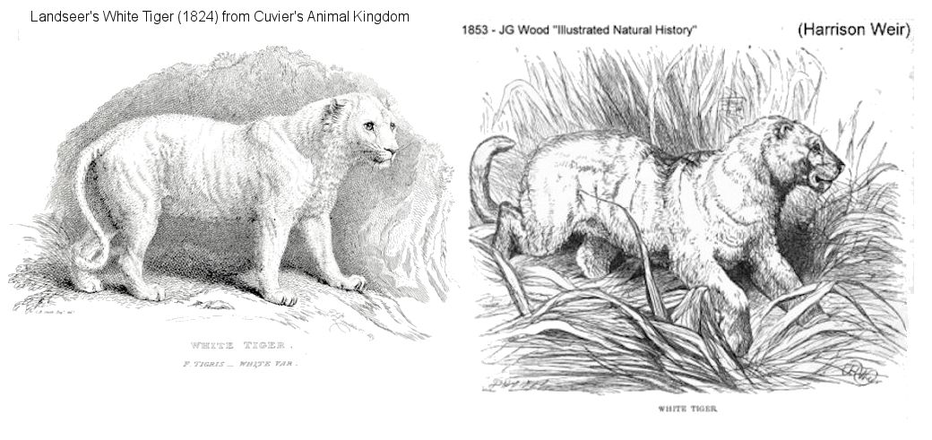 WHITE TIGERS UP TO 1899