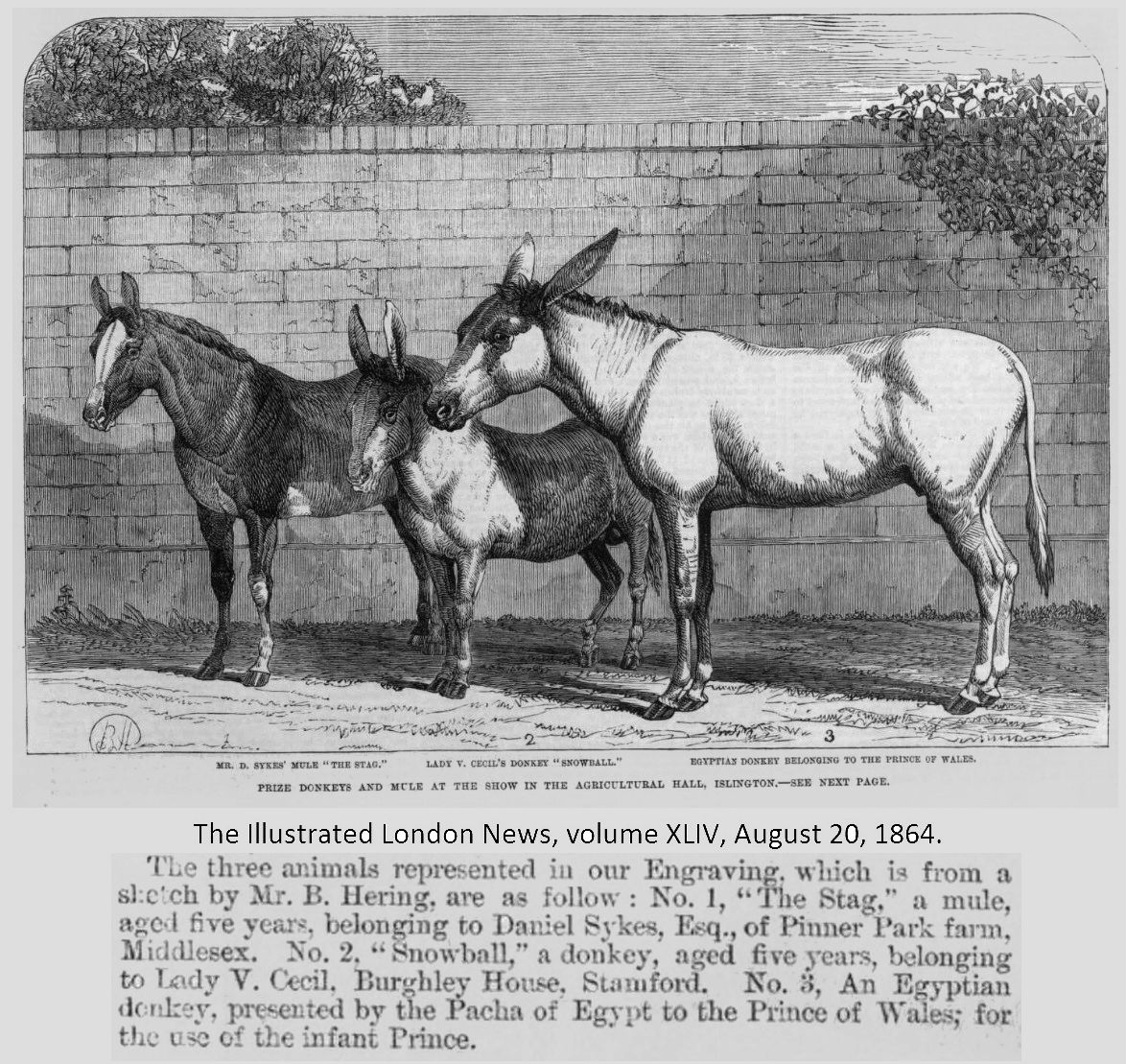 Pack animal, Mules, Donkeys, Horses