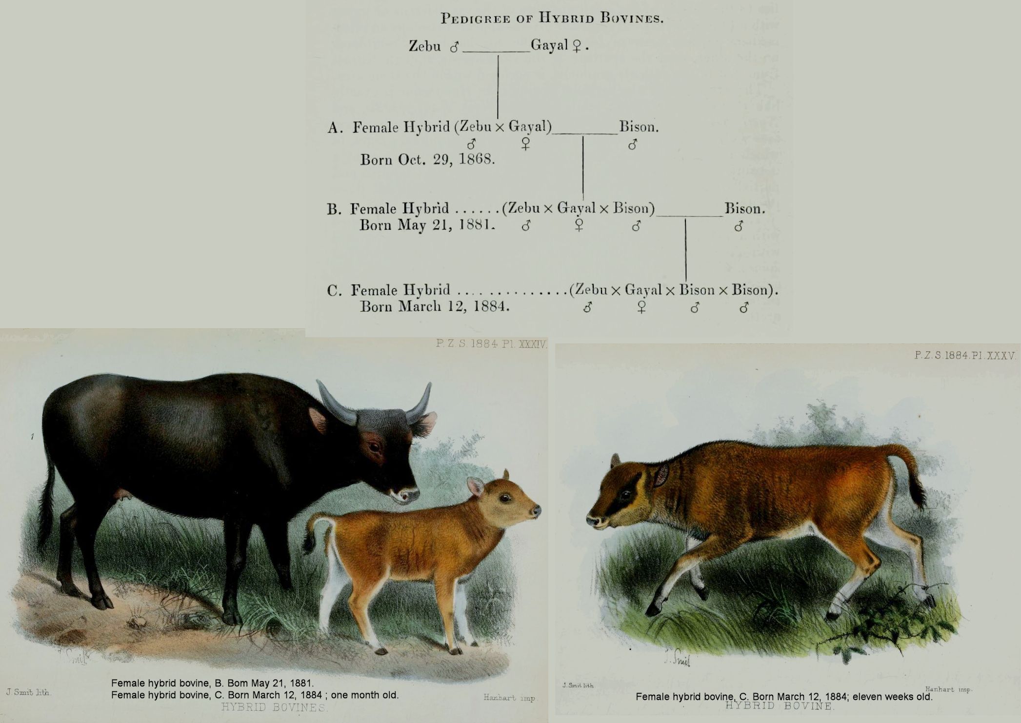 Hybrid Bovines