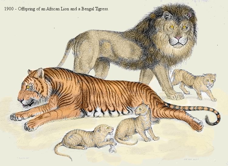 Liger Cubs vs Tiger Cubs - Growth & Weight