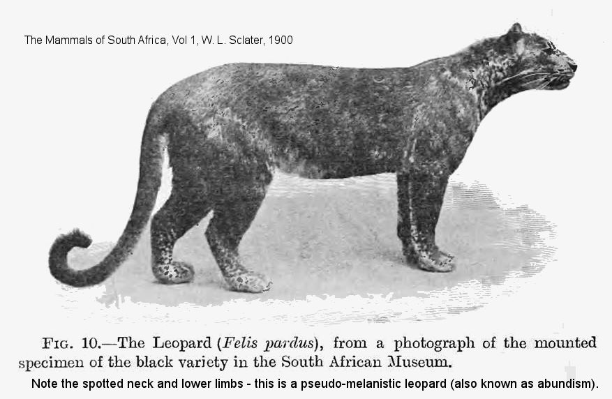 Why Are Black Leopards So Rare?, Science