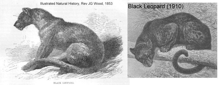 Why Are Black Leopards So Rare?, Science