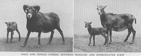 http://messybeast.com/genetics/1910-sheepmouflon.jpg