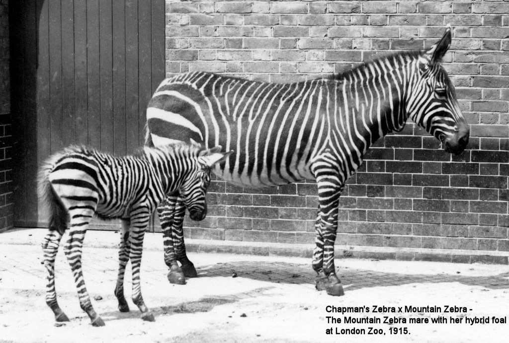 zebra horse hybrid