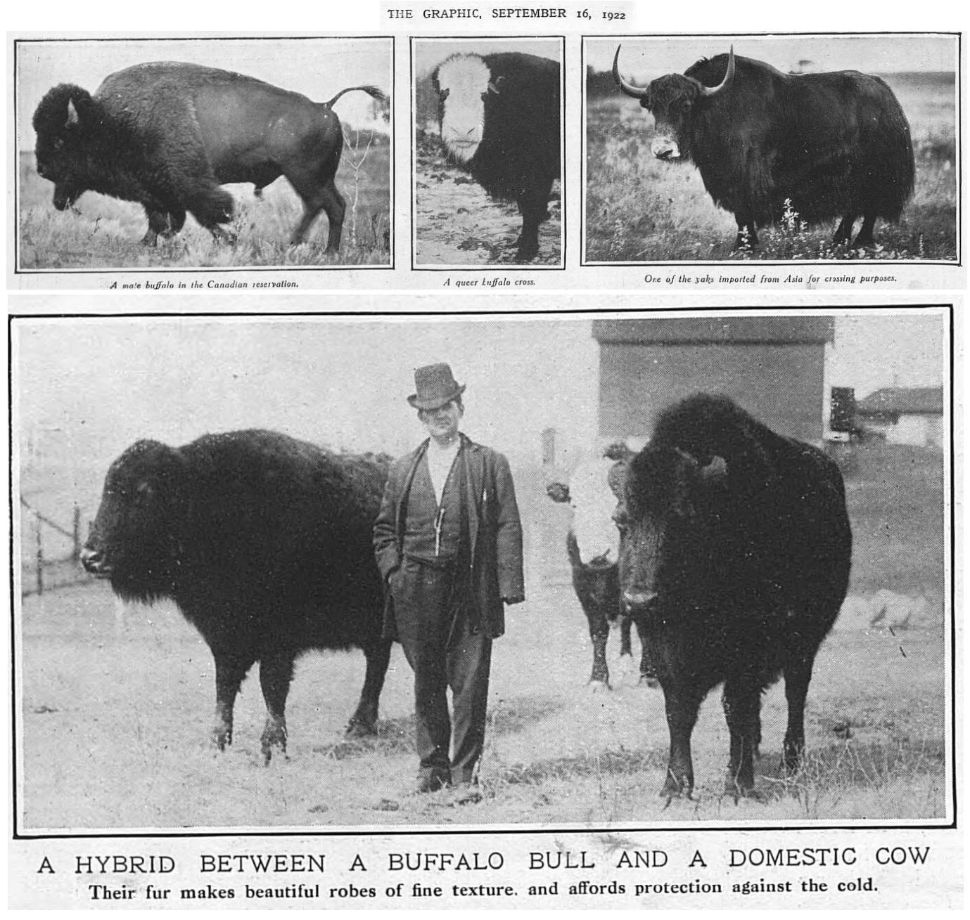 Hybrid Bovines