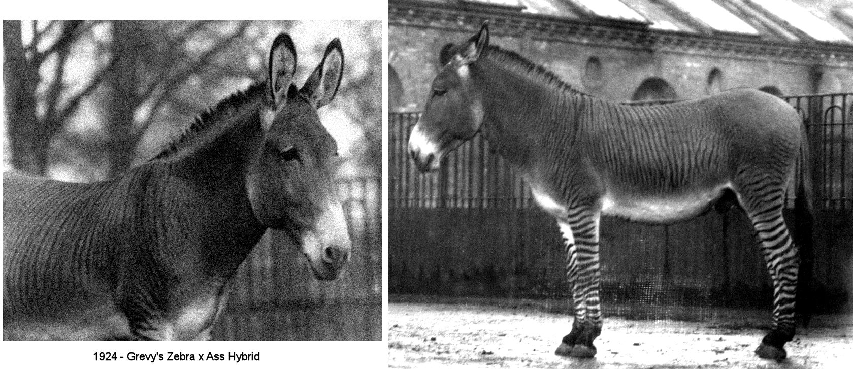 donkey zebra horse