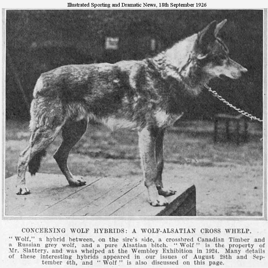 german shepherd coyote hybrid