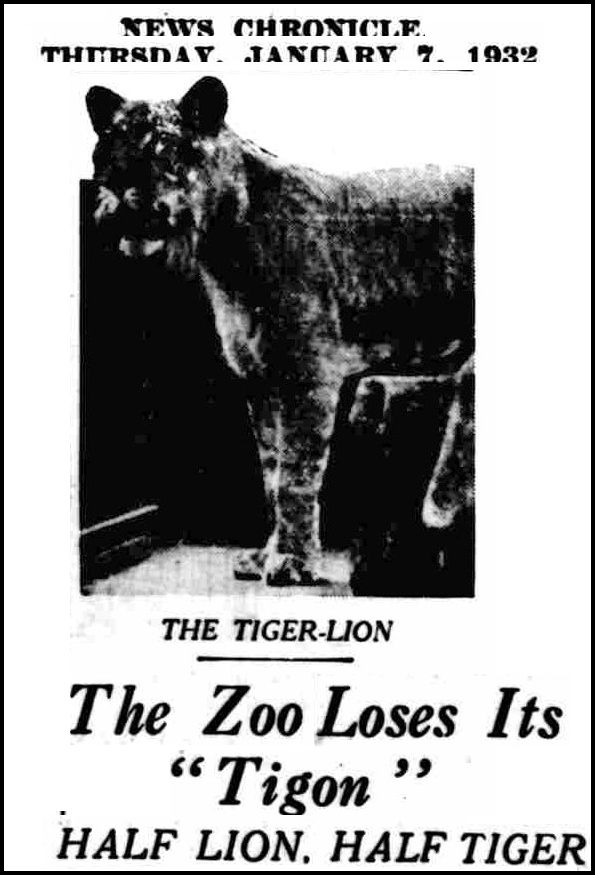 tigon