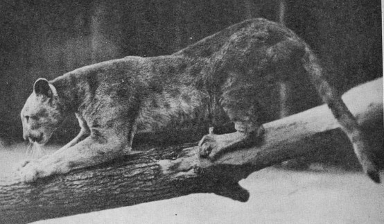 melanistic mountain lion