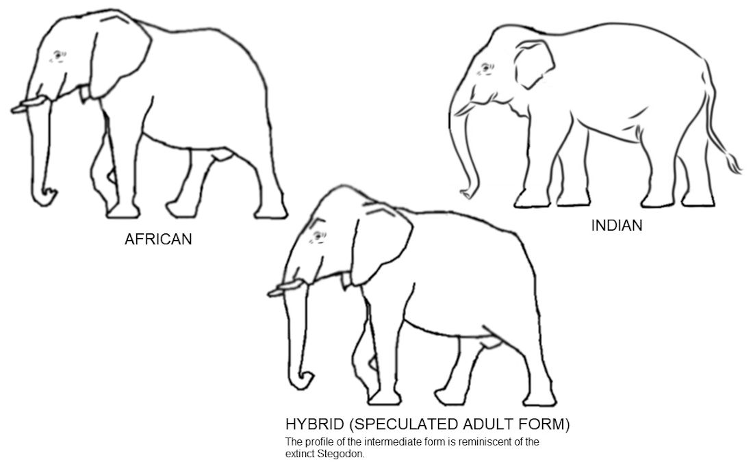 Asian Elephant Vs African Elephant