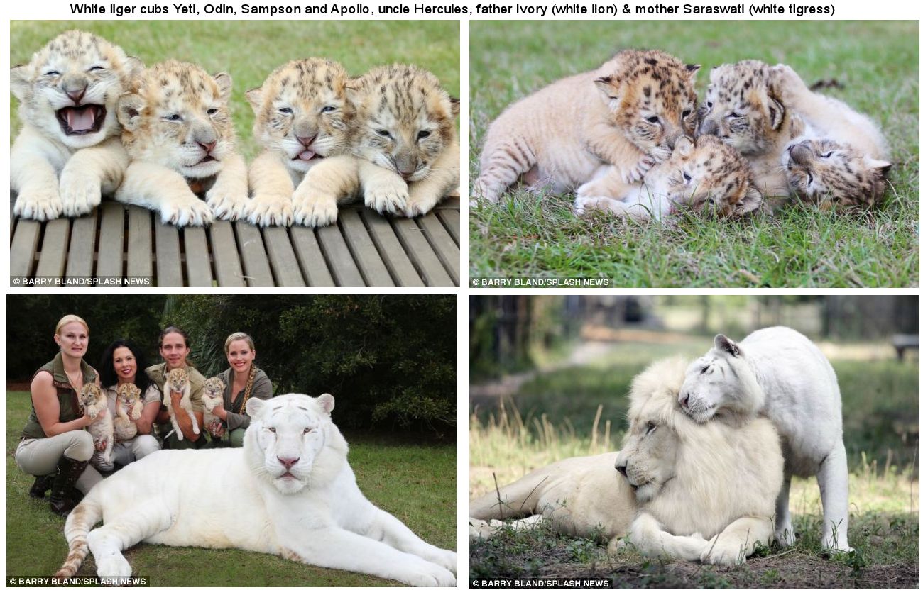 lion liger babies