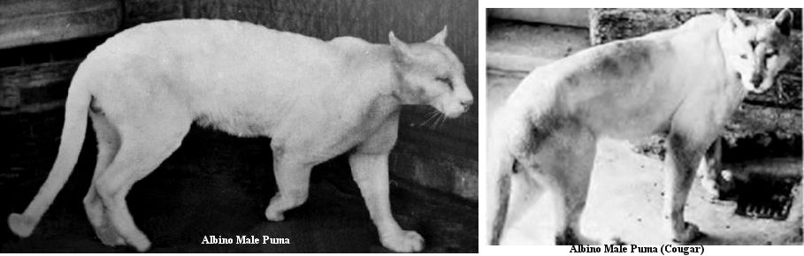 white puma cat