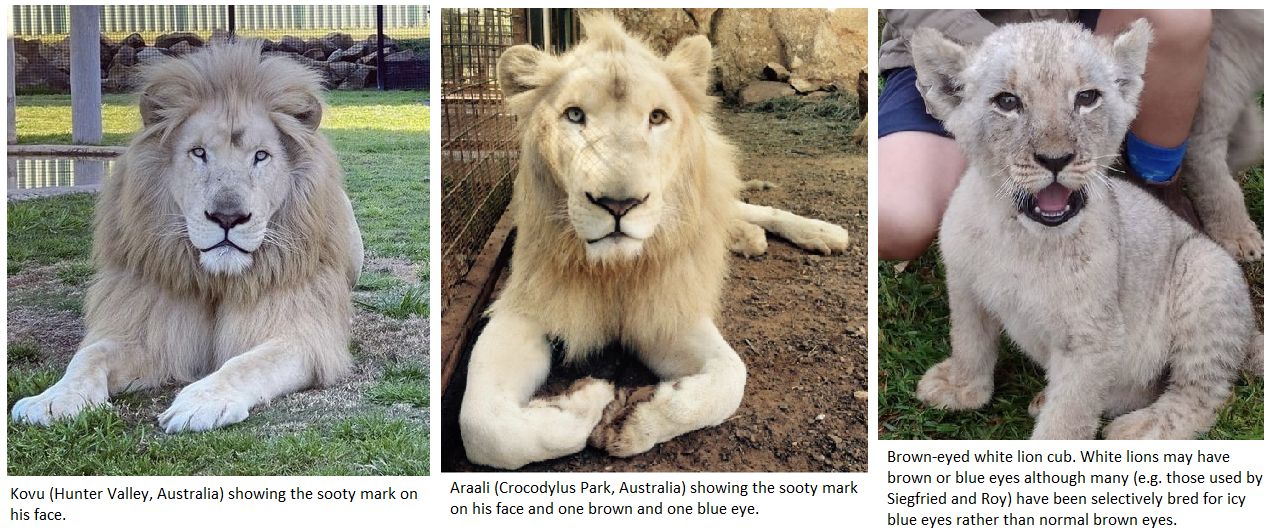 male white lion with blue eyes