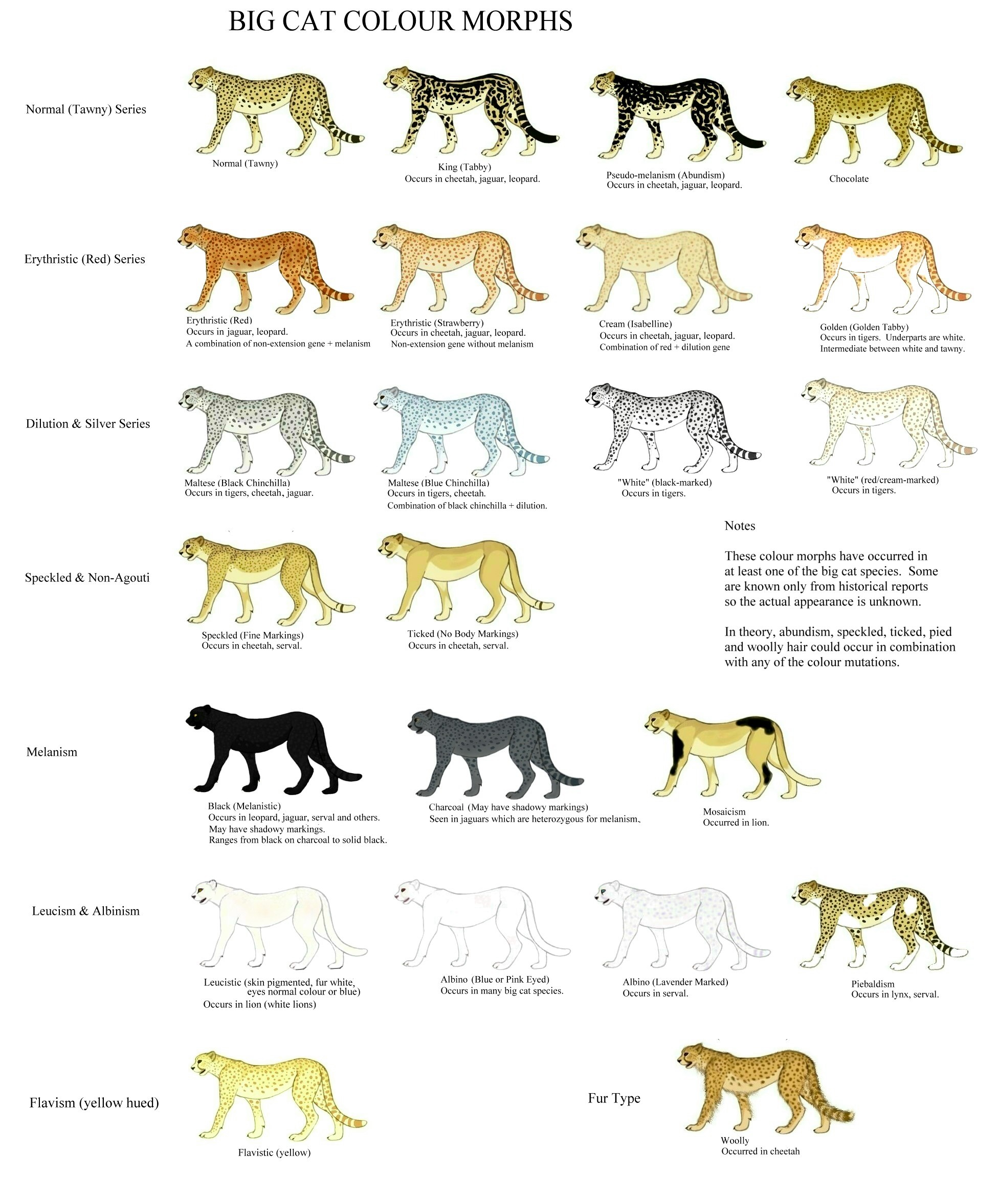 cat colours diagram chart