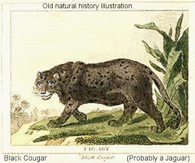 MUTANT LEOPARDS