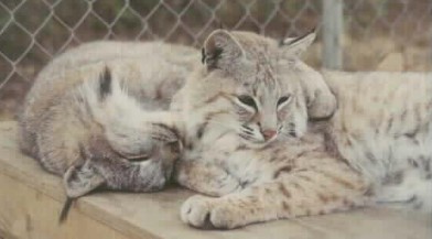 bobcat mountain lion hybrid