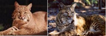 bobcat domestic cat hybrid