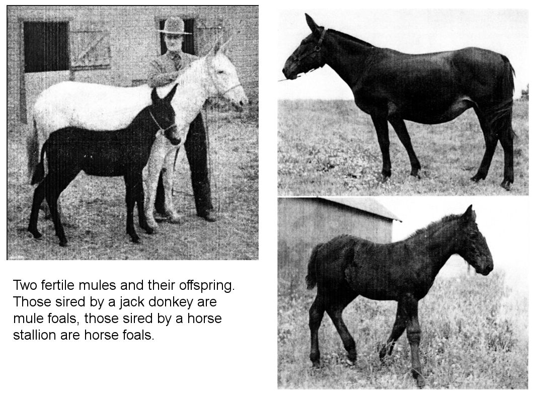 difference between mule and hinny