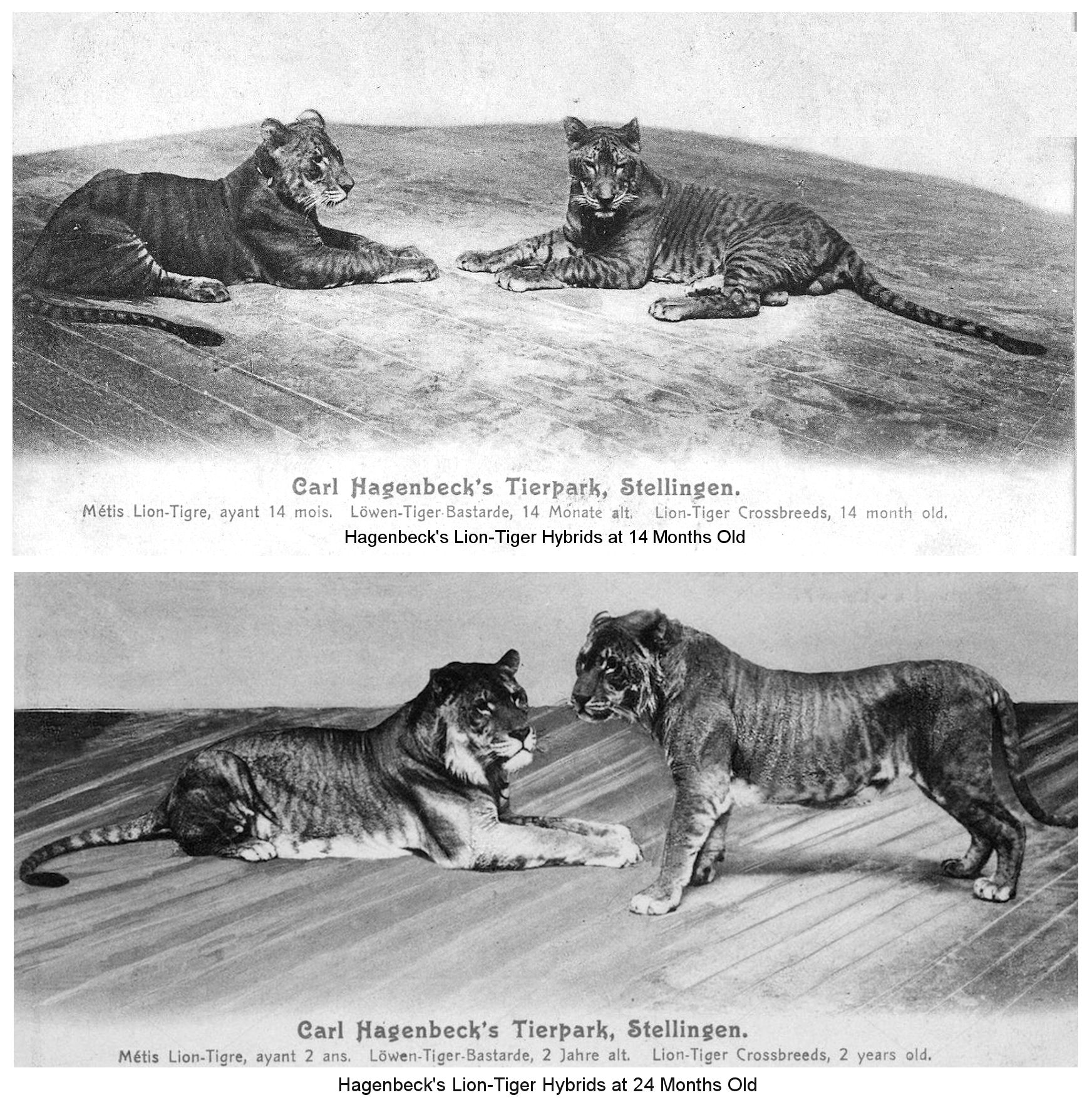 types of lions and tigers