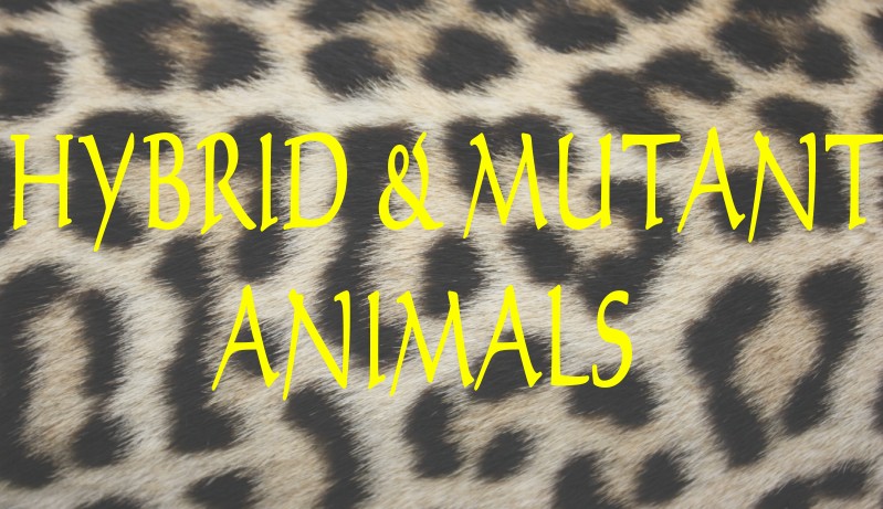 MUTANT LEOPARDS