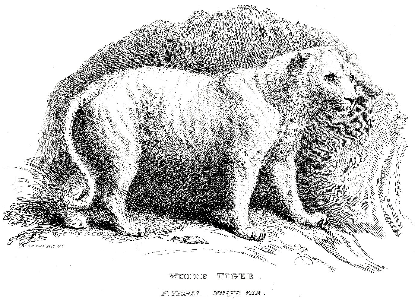 White Tiger  Encyclopedia MDPI