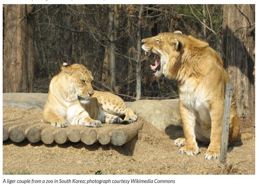 The Life Cycle and Significance of the Lion's Mane - Lions Tigers and Bears