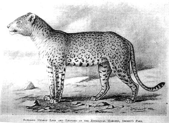 leopard cheetah hybrid