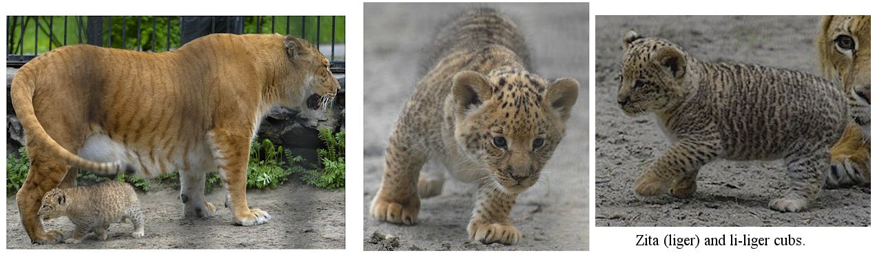 baby ligers and tigons