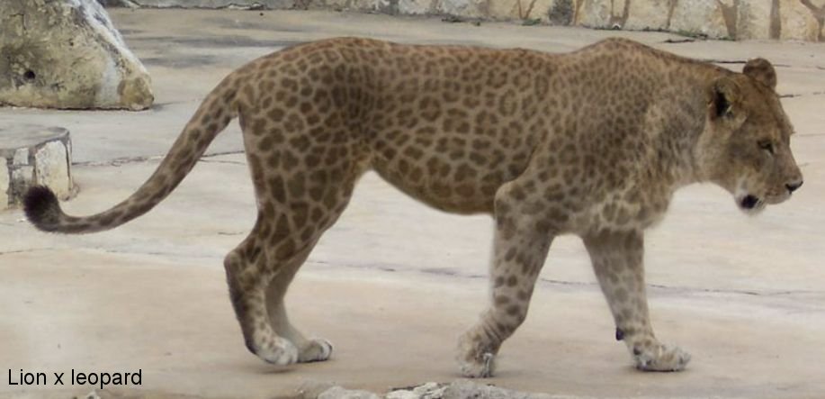 black panther lion hybrid