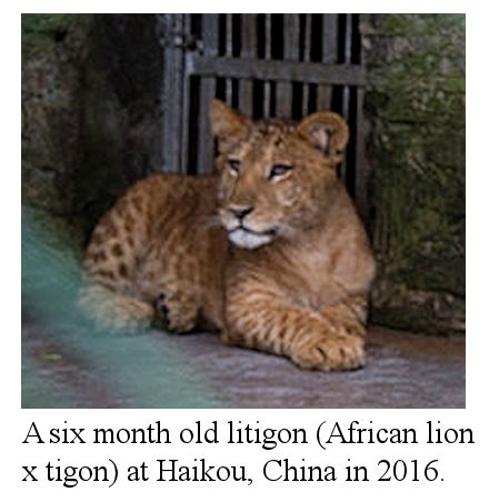 baby ligers and tigons