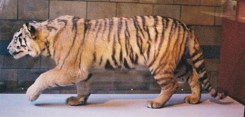 TIGER SUBSPECIES: BENGAL, SIBERIAN, SOUTH CHINA AND SUMATRAN TIGERS AND  EXTINCT SUBSPECIES