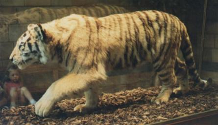 DNA samples of Bengal tigers polluted by genes of the Siberian Tiger