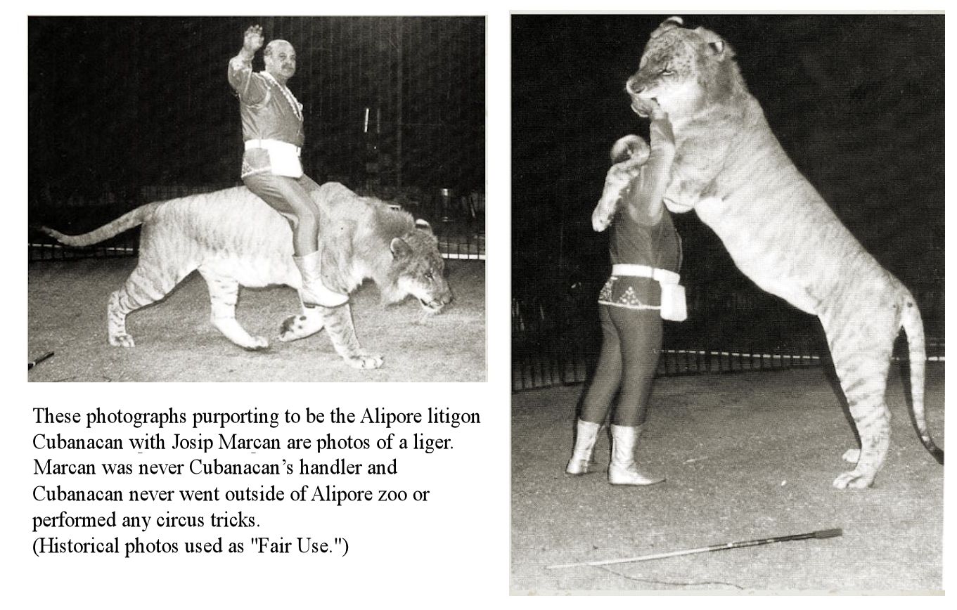 ligers and tigons difference