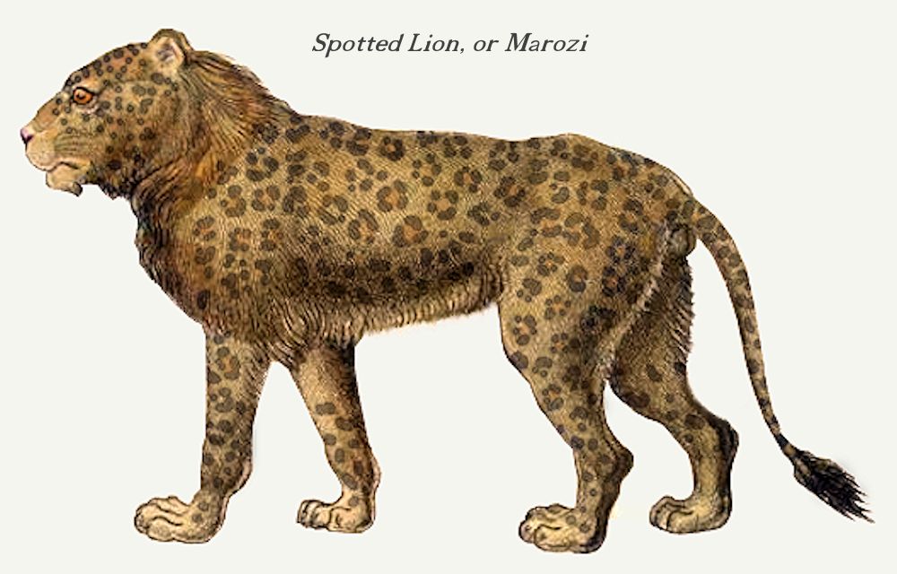 Hybrid Lion Leopard