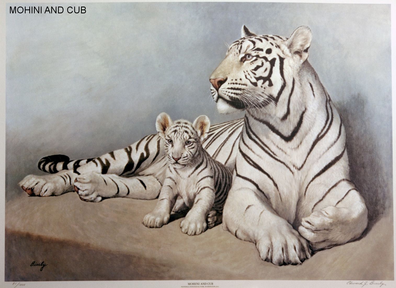 tiger cubs with father and mother