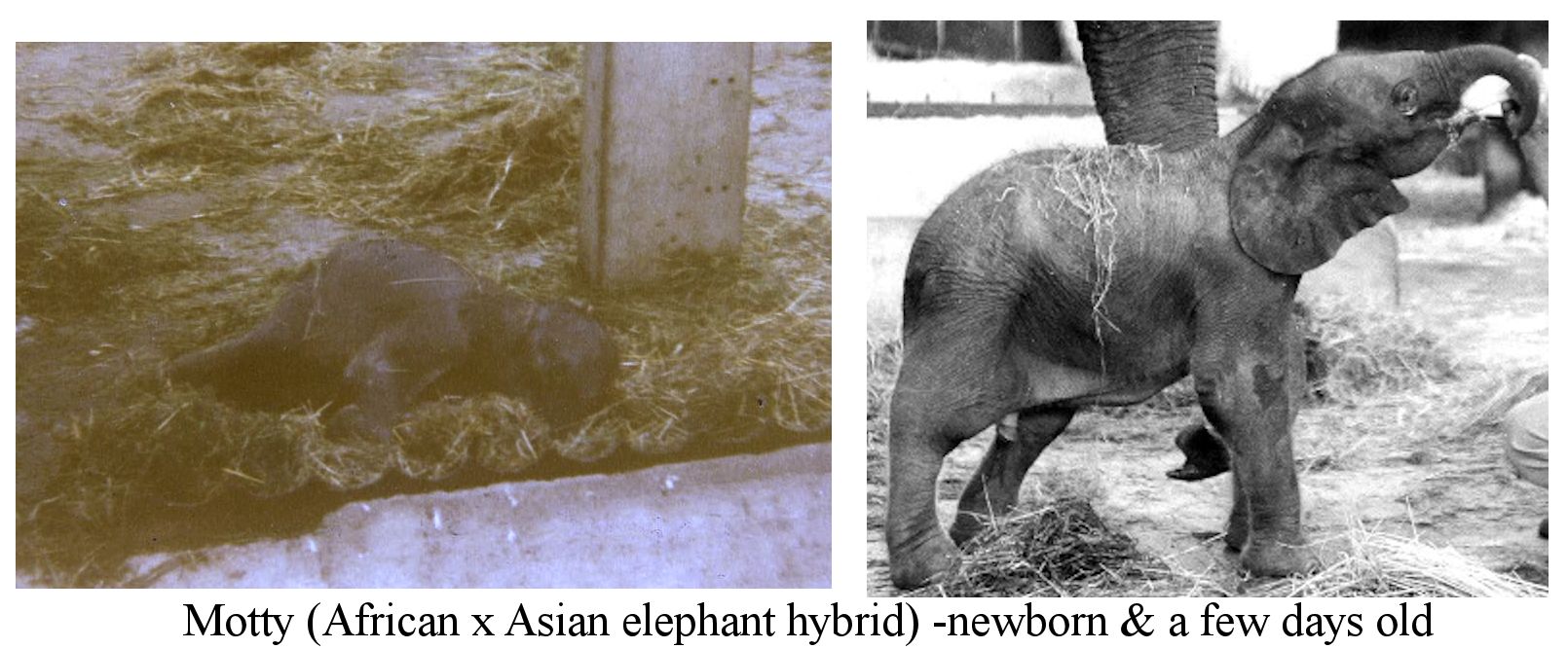 Hybrid ELEPHANTS, RHINOS & TAPIRS