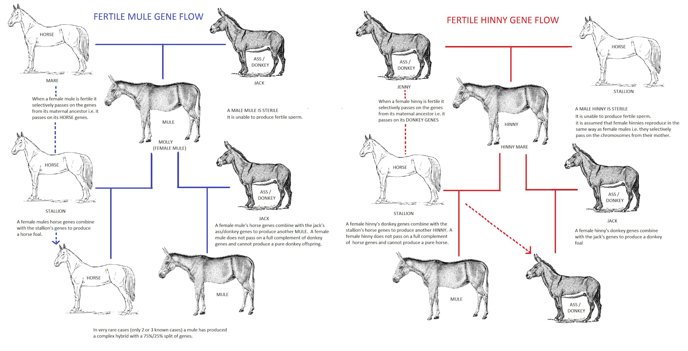 mules genetics mule hinny hybrid fertile chromosomes hinnies male accounts