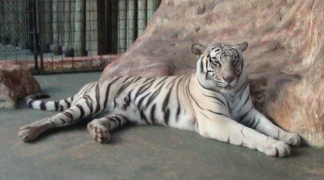 Quintuplet White Tigers Crawl Into the Public Eye - ABC News